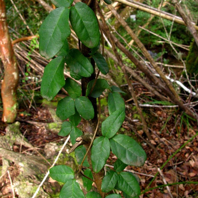 Beyond Vision: graphic design and the shapeshifting&nbsp;vine