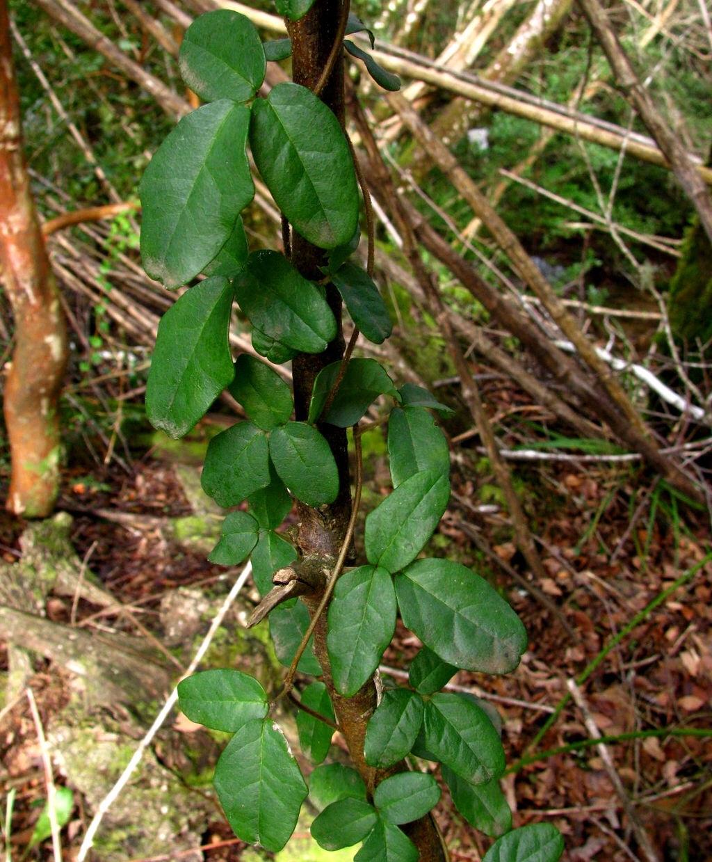 Beyond Vision: graphic design and the shapeshifting&nbsp;vine